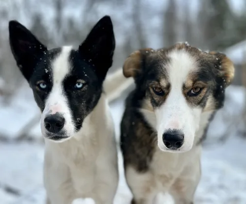 Produktbild: Mehrere Hunde, ein Team (Online-Kurs)
