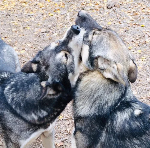 Produktbild: Hundegruppen im Gleichgewicht (Online-Seminar)